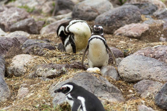 PH Pablo Godoy 2.JPG