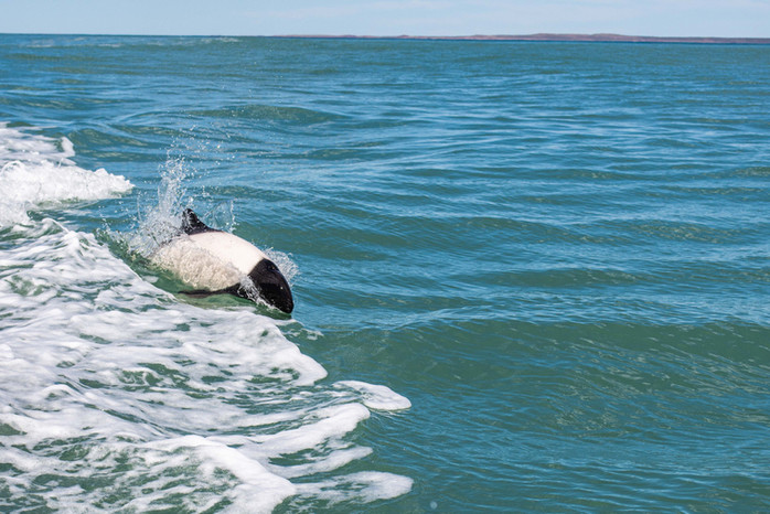 PH Pablo Godoy 4.JPG